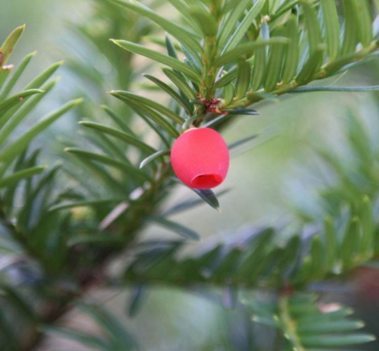 Taxus Baccata / Tisa - cover