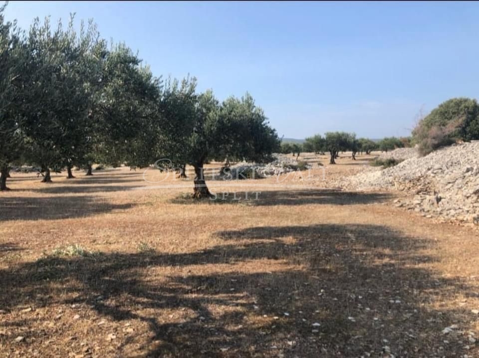 Postira,Brač: održavani maslinik, gradnja stambenog objekta do 400m2 - cover