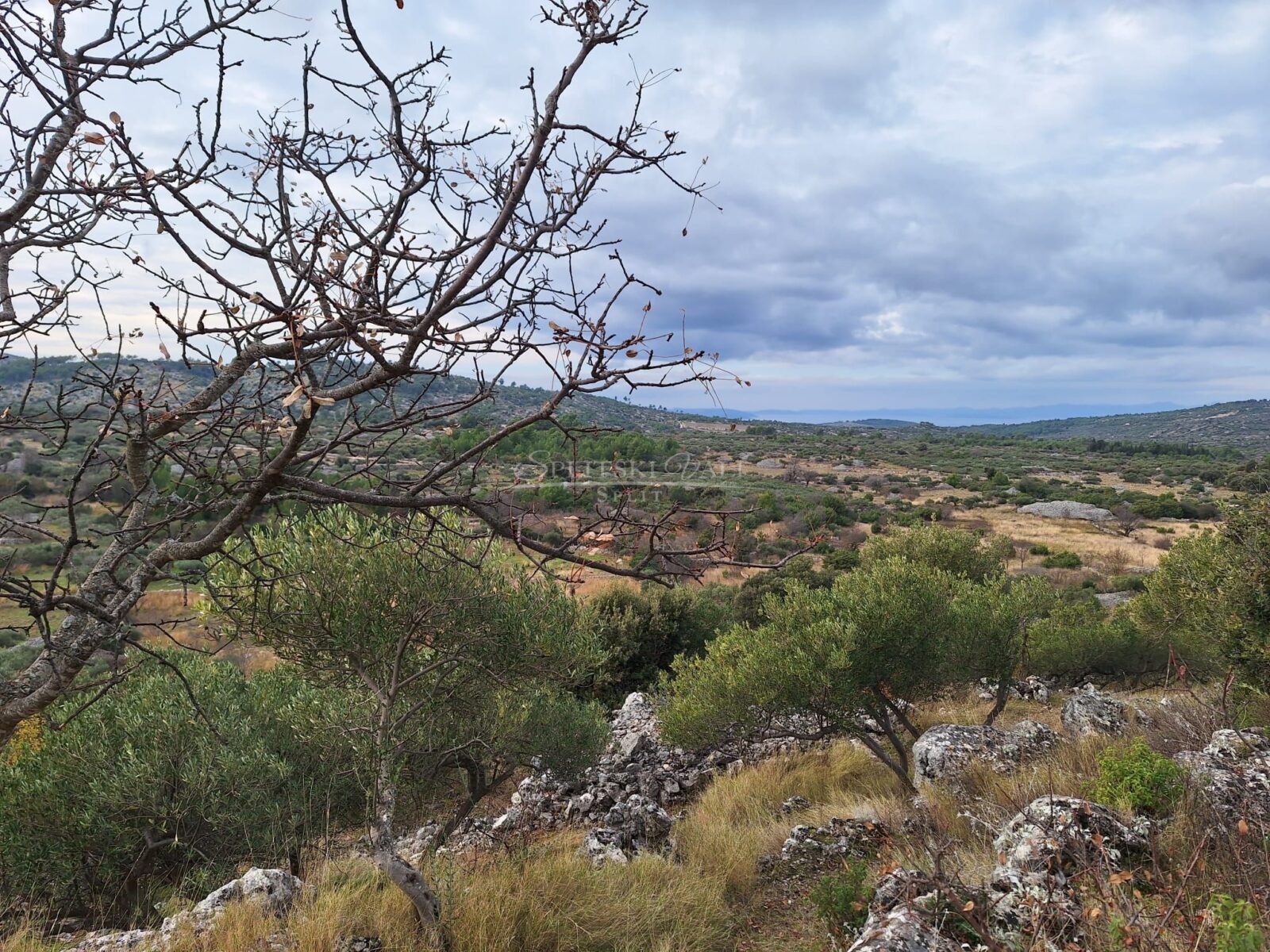 Brač,Nerežišća - poljoprivredno zemljište, maslinik, pogled na more - cover