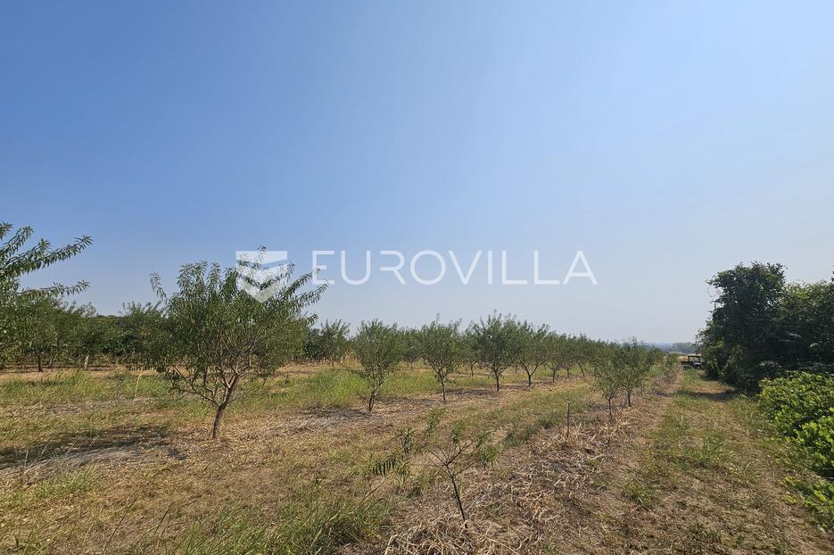 Erdut, Dalj, voćnjak (bademi) 7842 m2, poslovna prilika - cover