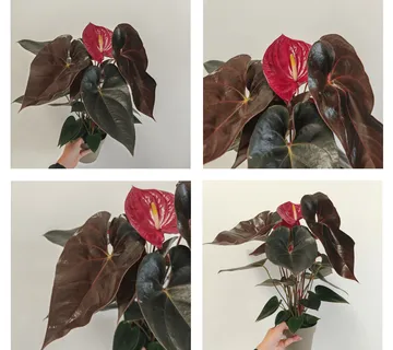 ANTHURIUM ANDR “Delicata” - cover