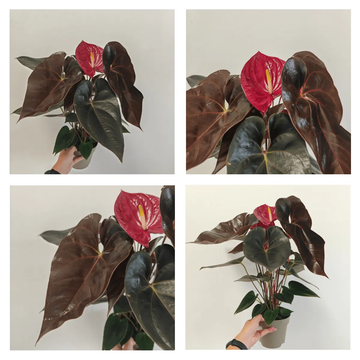 ANTHURIUM ANDR “Delicata” - cover