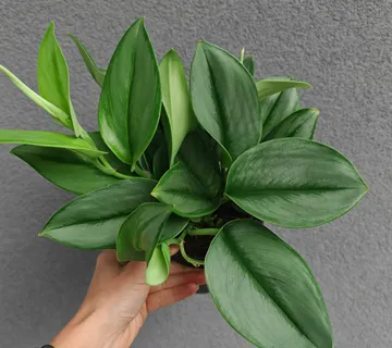 Scindapsus “Treubii Moonlight” - cover