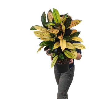 CODIAEUM VARIEGATA “Mrs Iceton” - cover