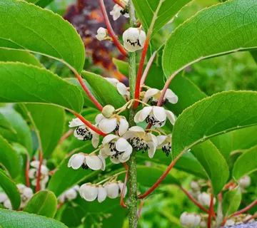 KIWI “Weiki” m.sorta - cover