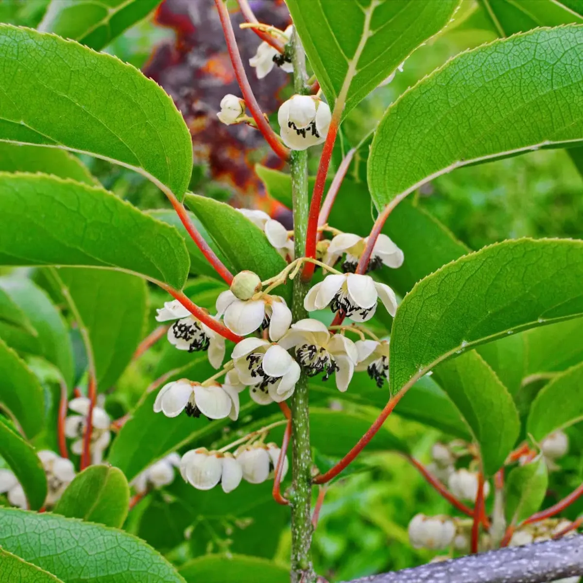 KIWI “Weiki” m.sorta - cover