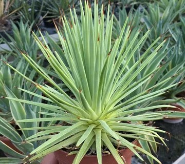AGAVE STRICTA ‘Nana’ - cover