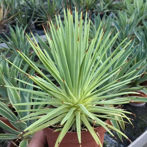 AGAVE STRICTA ‘Nana’ - cover