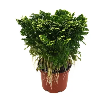 SELAGINELLA MARTENSII “Jori” - cover
