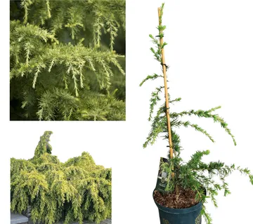 CEDRUS DEO. “Golden Horizon” - cover