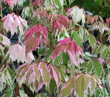 ACER NEGUNDO “Flamingo” - cover