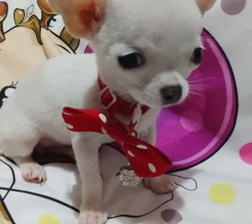 MINI ČIVAVE - cover