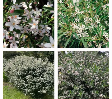 ERIOSTEMON MYROPOROIDES - cover