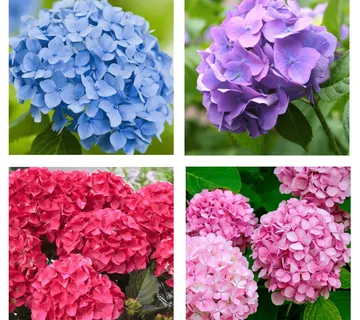 HYDRANGEA MAC./zeljasta hortenzija - cover