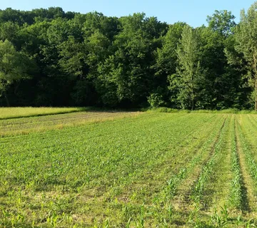 Šume jedna pokraj druge u Trnjanskim Kutima od ukupno 14.059 m2. - cover