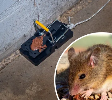 Mišolovka House Mouse - cover