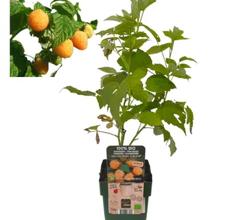 MALINA “Sugana Yellow” - cover