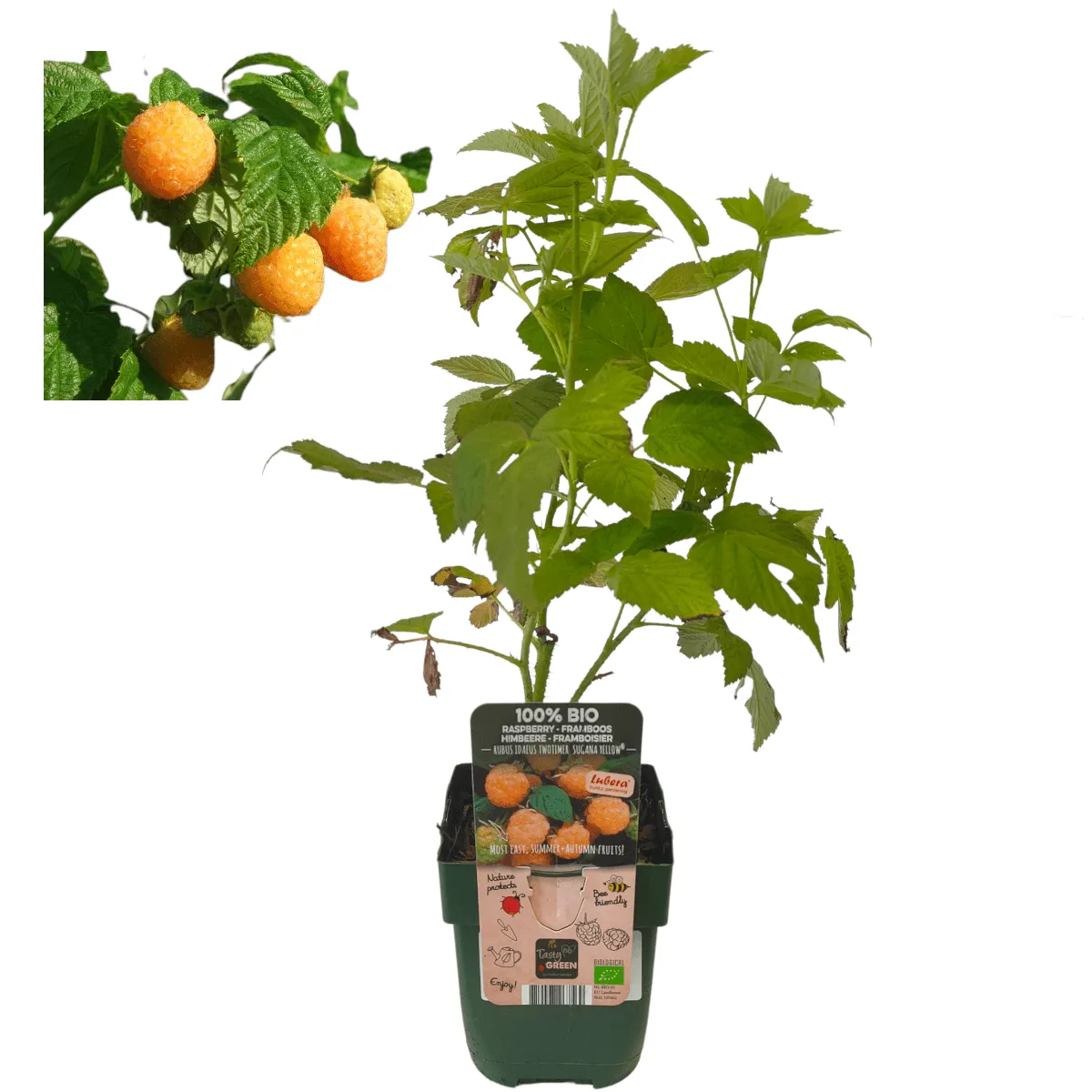 MALINA “Sugana Yellow” - cover