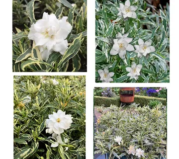 GARDENIA J. “Golden Crown” - cover