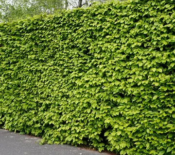 CARPINUS BETULUS - cover