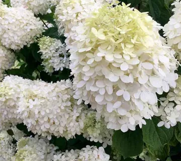 HYDRANGEA P. “Grandiflora” - cover