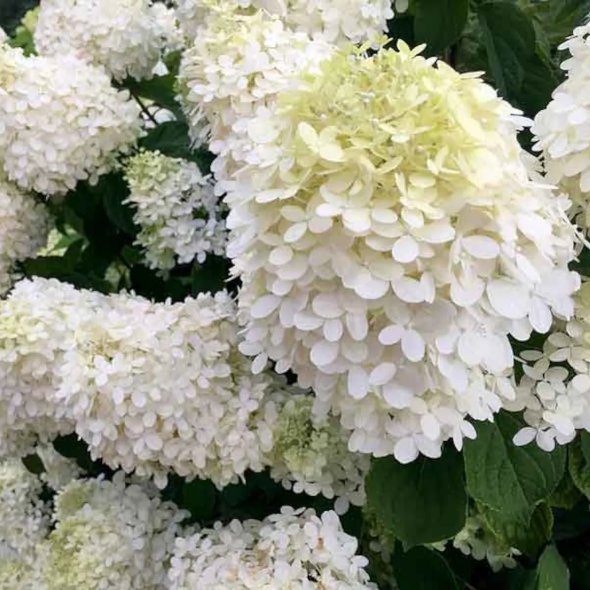 HYDRANGEA P. “Grandiflora” - cover