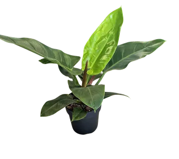 PHILODENDRON “Imperial Green” - cover