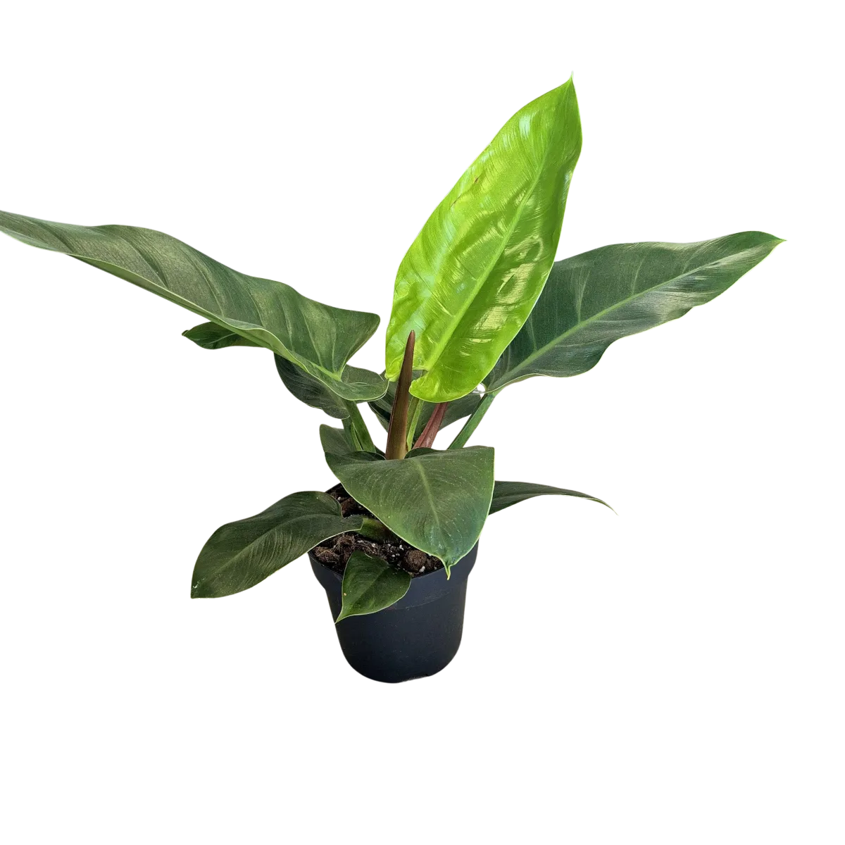 PHILODENDRON “Imperial Green” - cover