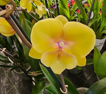 PHALAENOPSIS /orhideja - cover