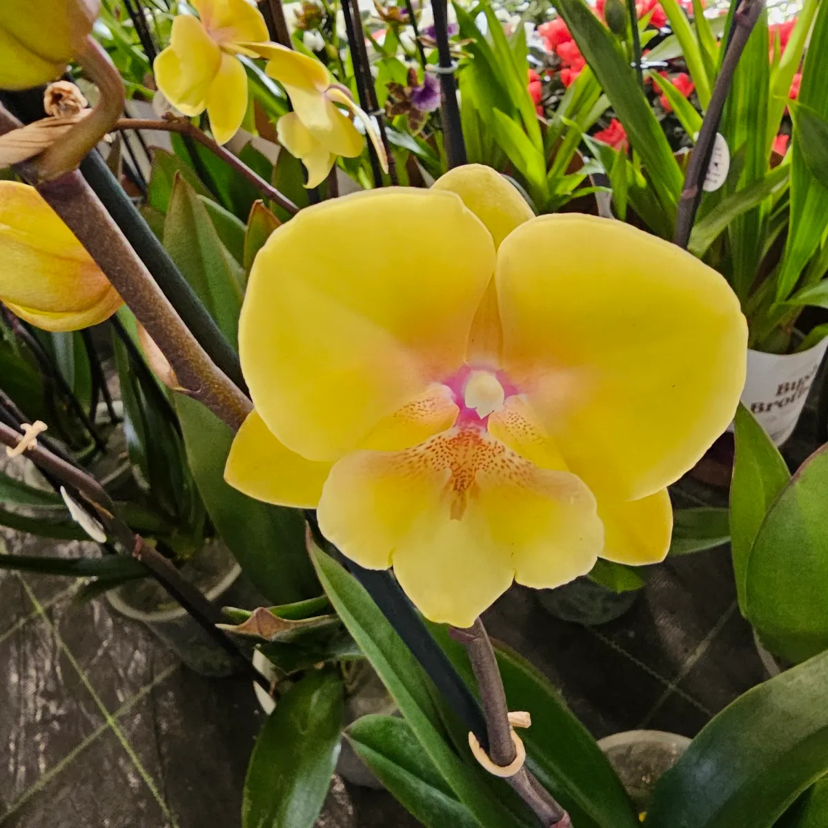 PHALAENOPSIS /orhideja - cover