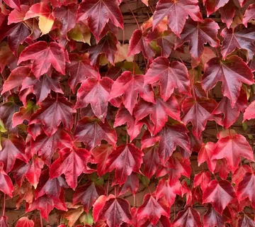 DIVLJA LOZA “Veitchii” - cover