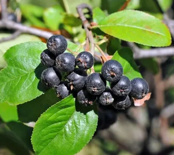 ARONIJA “Nero” - cover