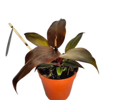 PHILODENDRON “McColley’s Finale” - cover