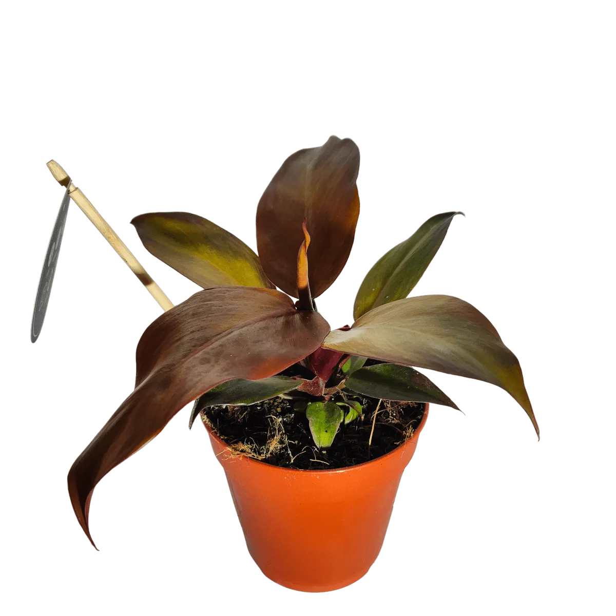 PHILODENDRON “McColley’s Finale” - cover