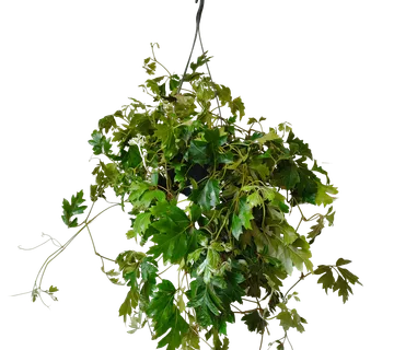 CISSUS rhom. “Ellen Danica” - cover