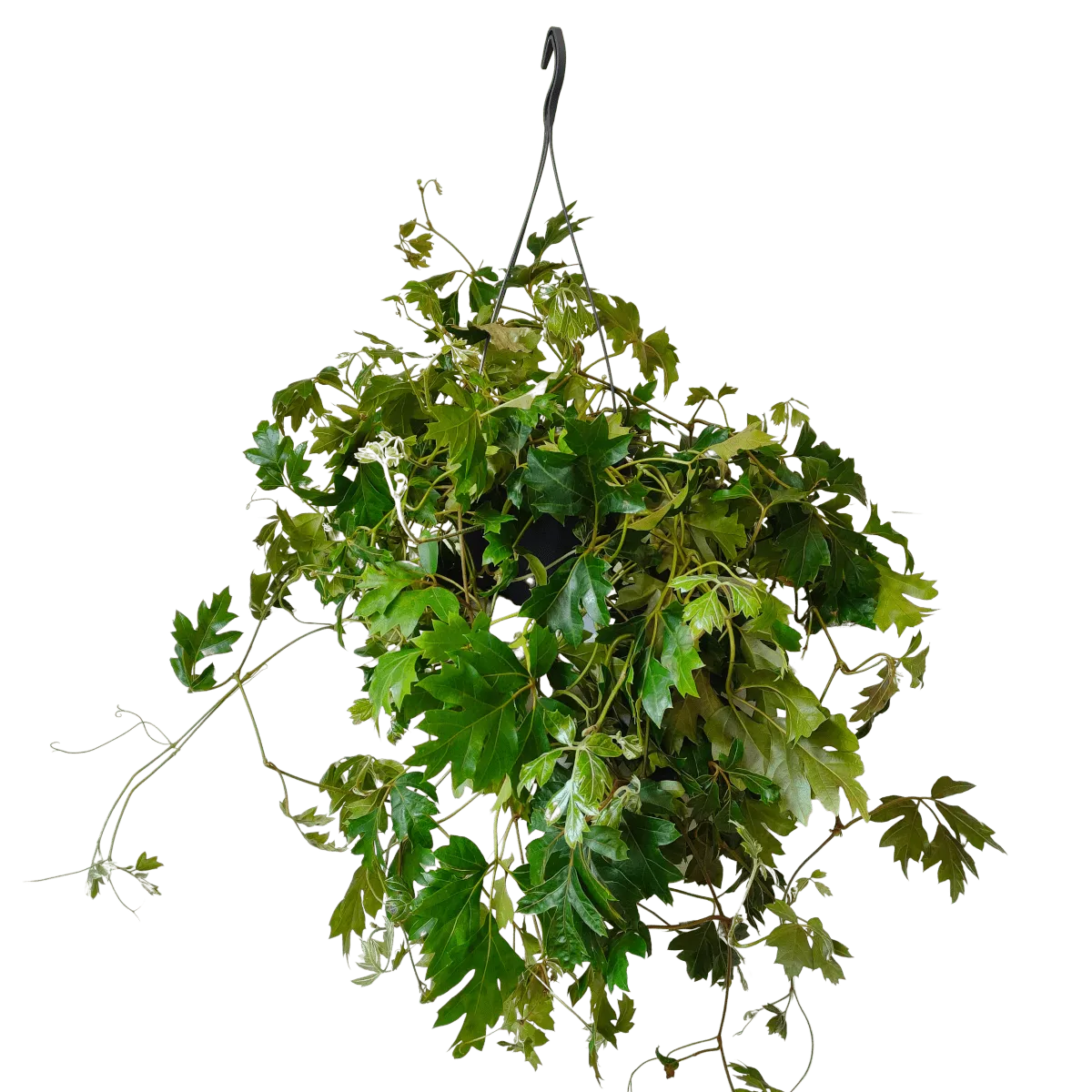 CISSUS rhom. “Ellen Danica” - cover