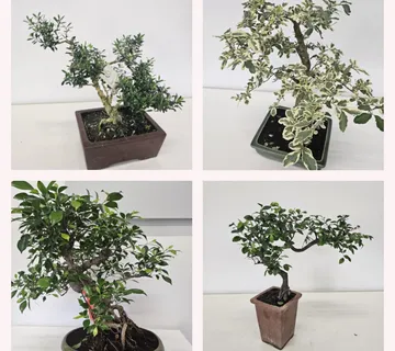 CVJETAJUĆI BONSAI - cover