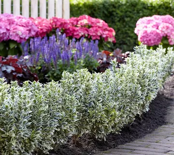 EUONYMUS JAP. “White Spire” - cover