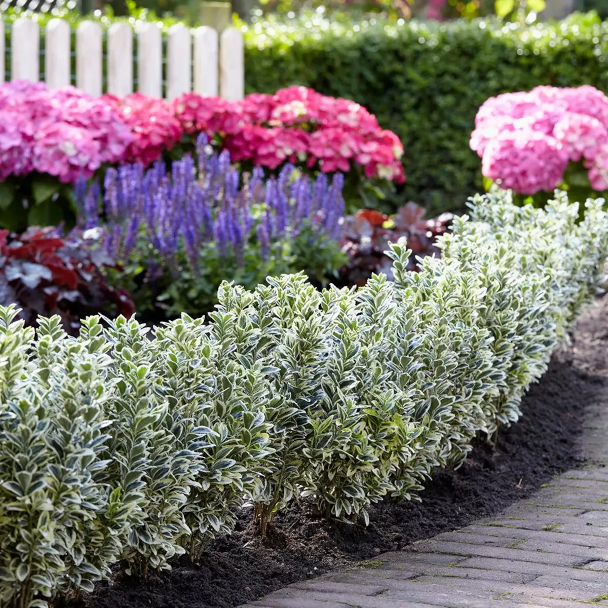 EUONYMUS JAP. “White Spire” - cover