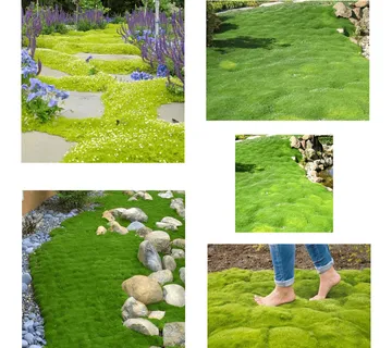 SAGINA SUBULATA ‘Mossy Frodo’ - cover