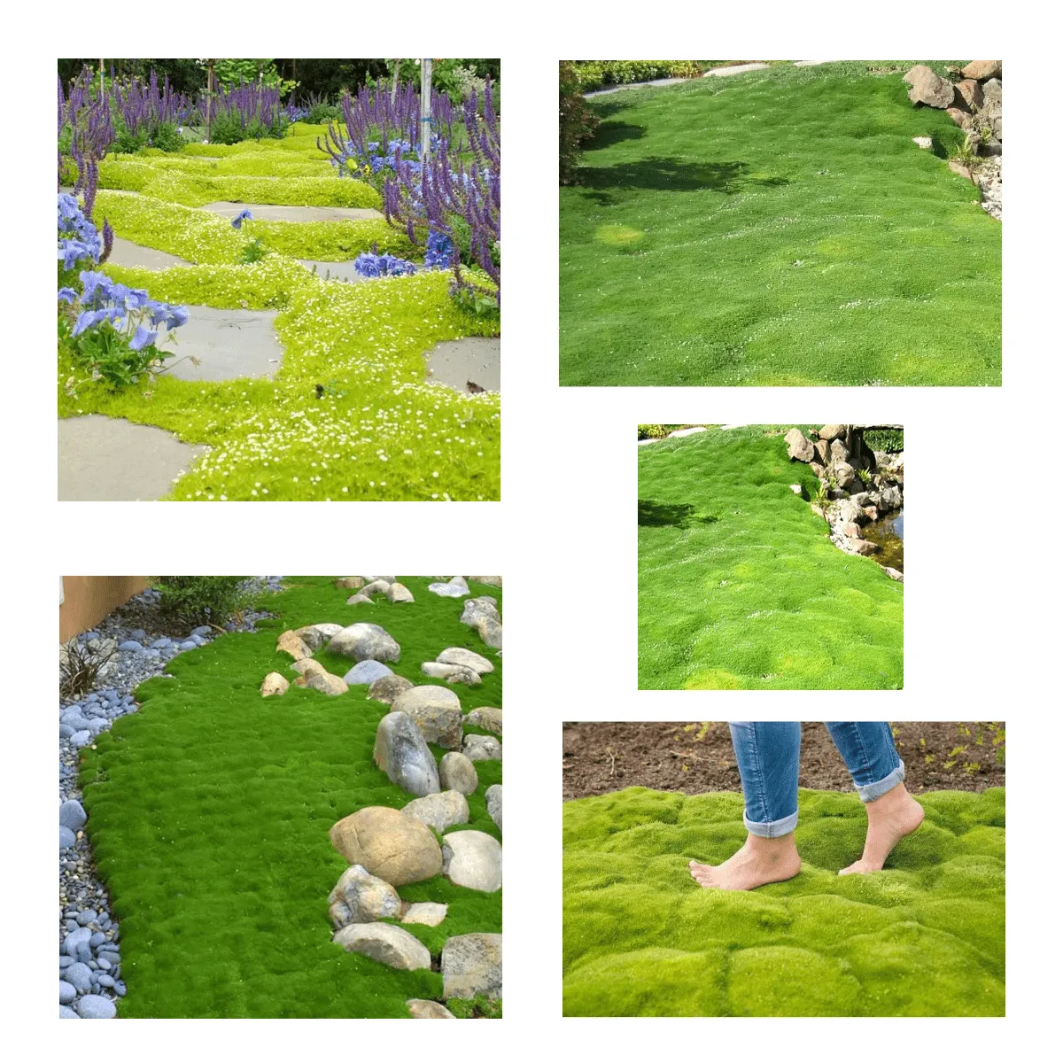 SAGINA SUBULATA ‘Mossy Frodo’ - cover