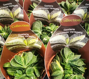 GASTERIA “Verrucosa Variegata” - cover