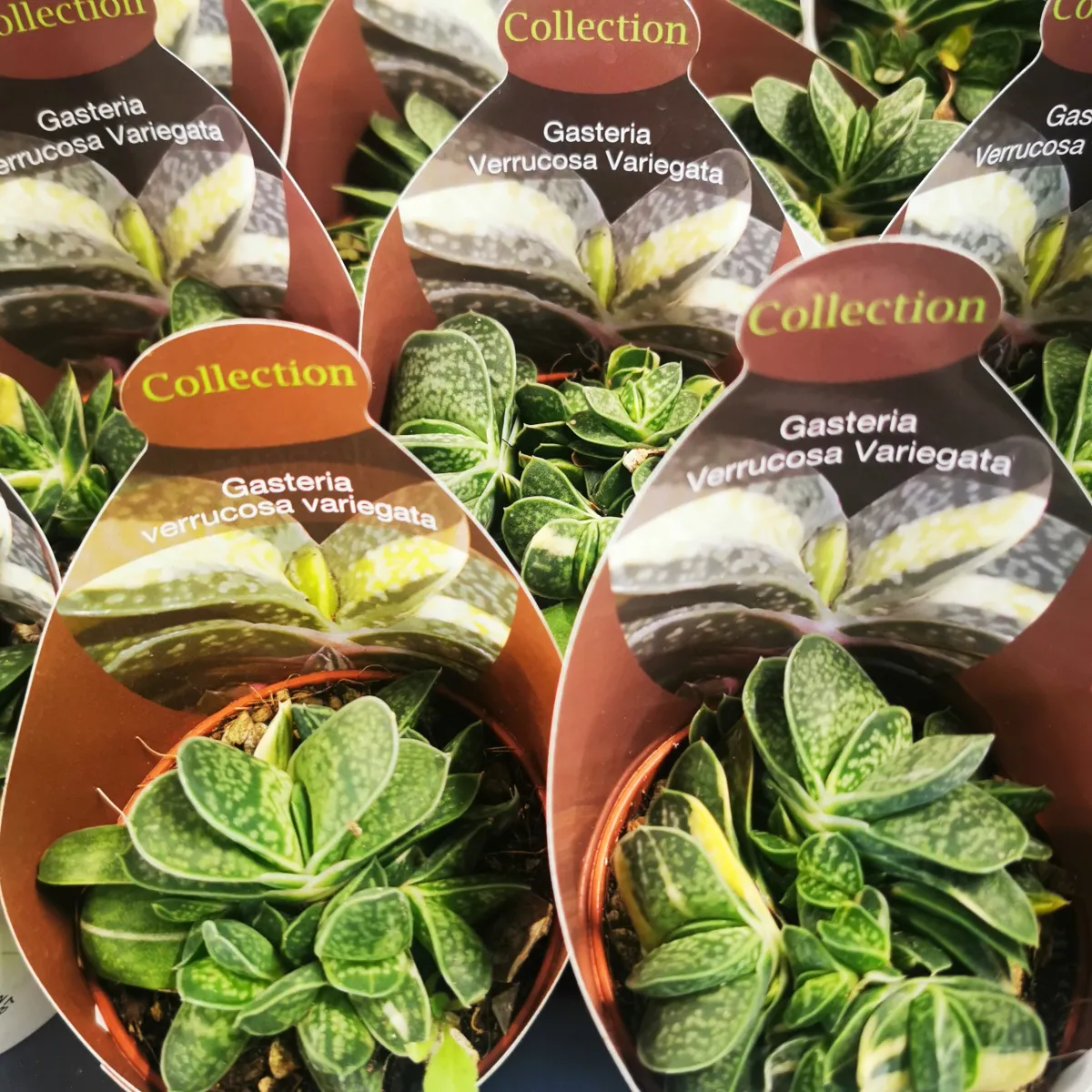 GASTERIA “Verrucosa Variegata” - cover