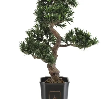 EUROPALMS Bonsai podocarpus, 80cm - cover