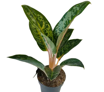 AGLAONEMA “Orange Flame” - cover