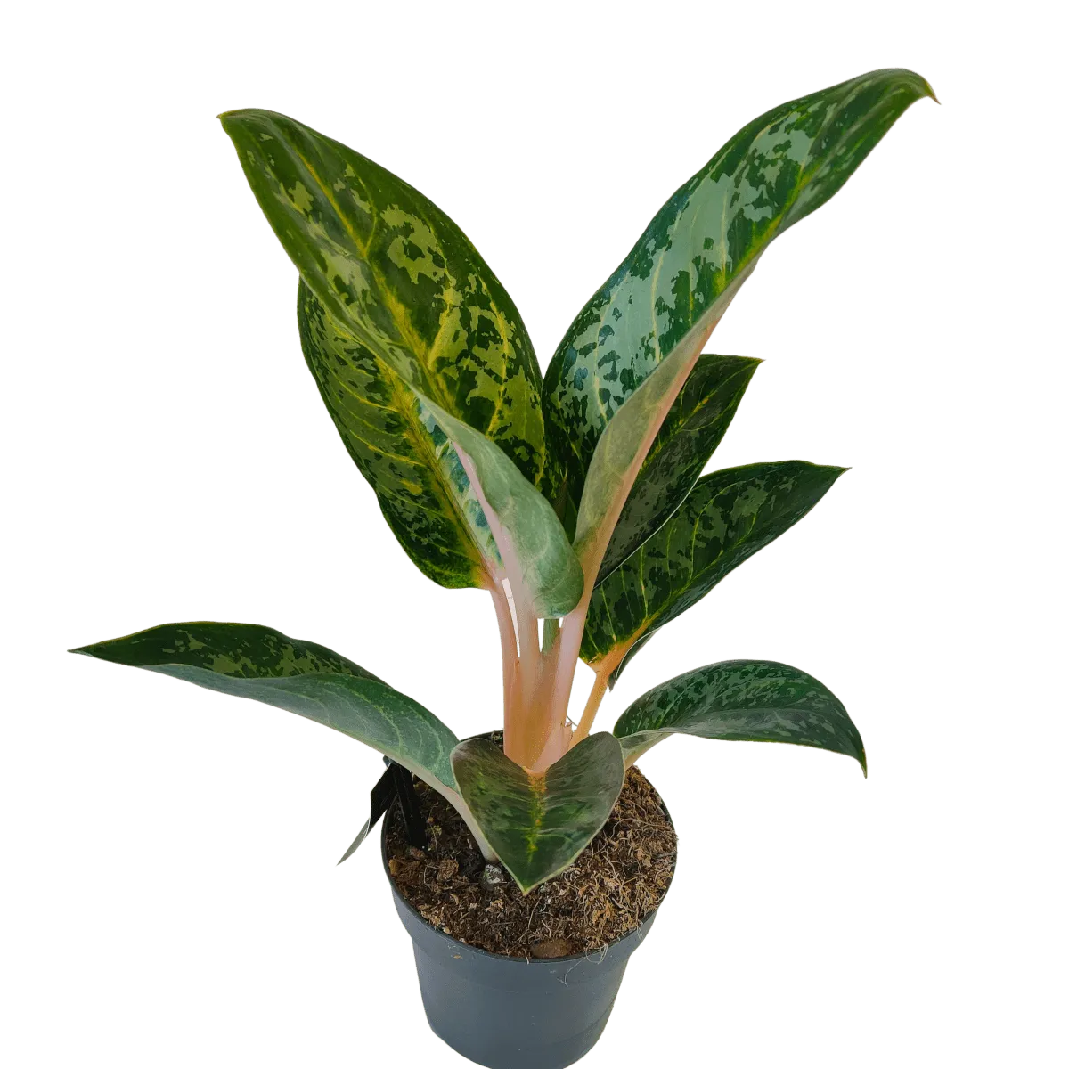 AGLAONEMA “Orange Flame” - cover