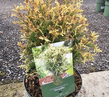 THUJA OCC. “Piccadilly” - cover