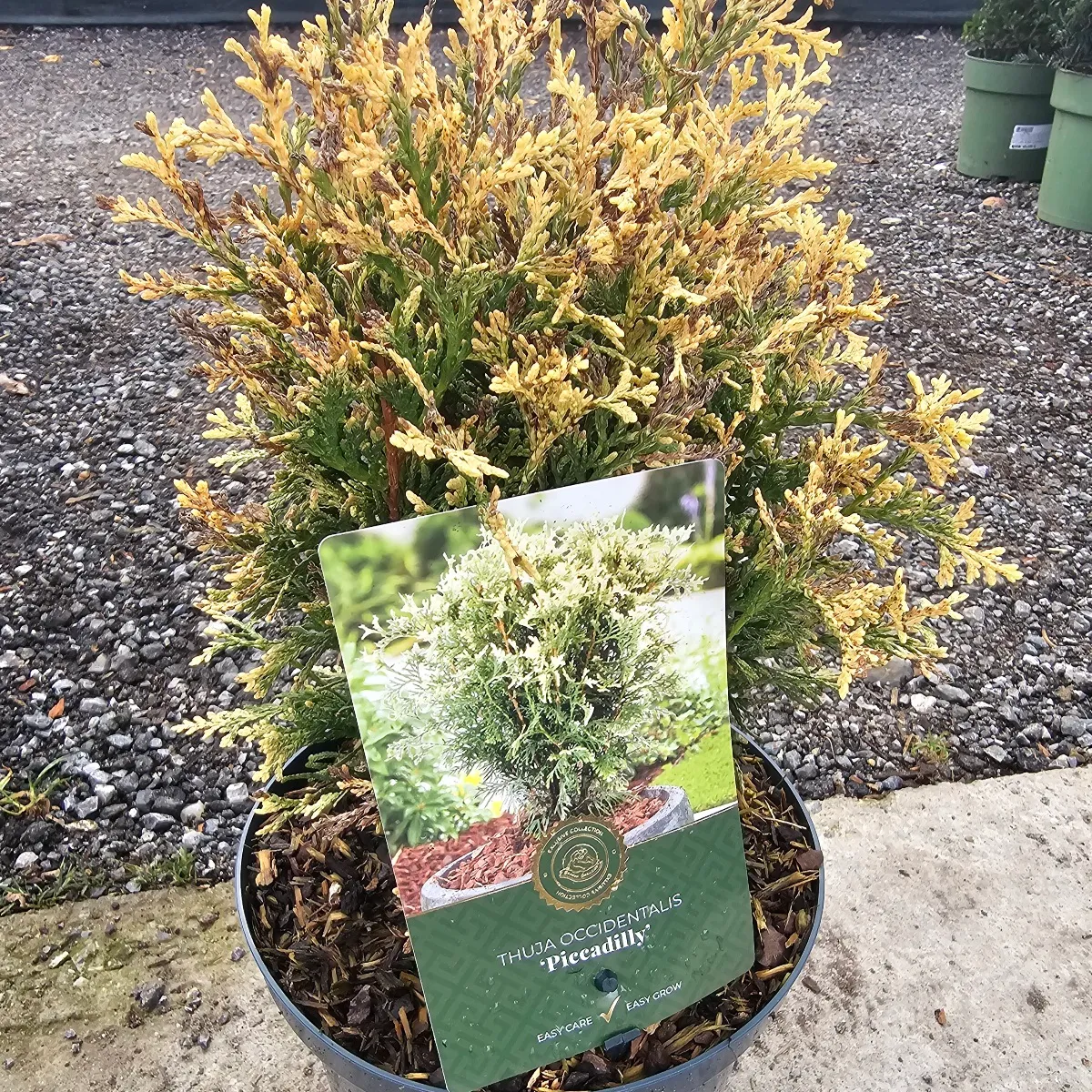 THUJA OCC. “Piccadilly” - cover