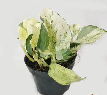 EPIPREMNUM PINN. “Happy Leaf” - cover