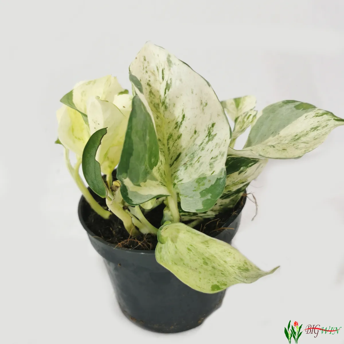 EPIPREMNUM PINN. “Happy Leaf” - cover